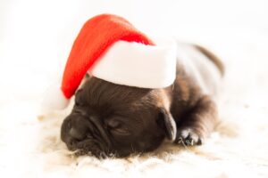 https://pixabay.com/es/photos/cachorro-navidad-perro-mascota-583415/