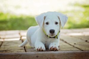 https://pixabay.com/es/photos/cachorro-perro-mascota-collar-1903313/